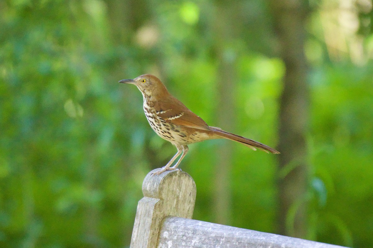 Brown Thrasher - Jin Bai