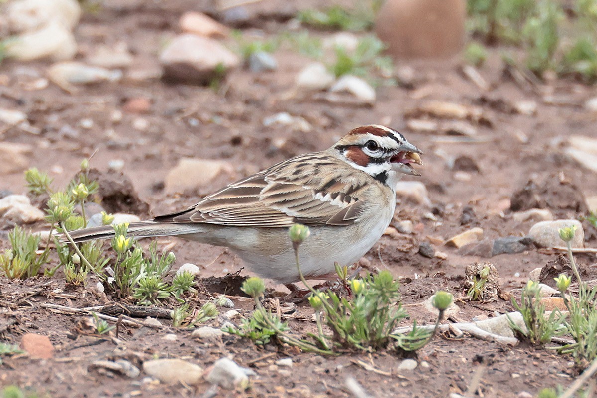 Lark Sparrow - Margaret Sloan