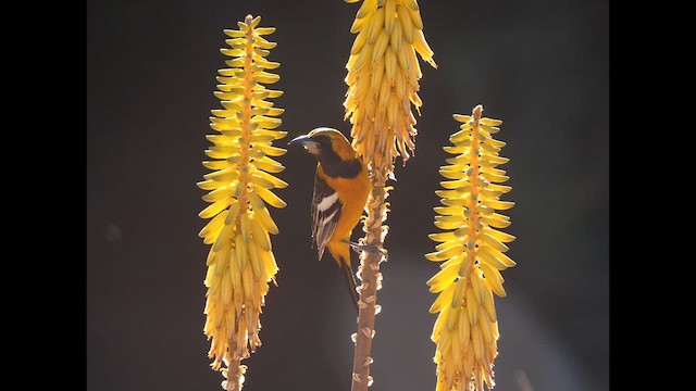 Hooded Oriole - ML618334270