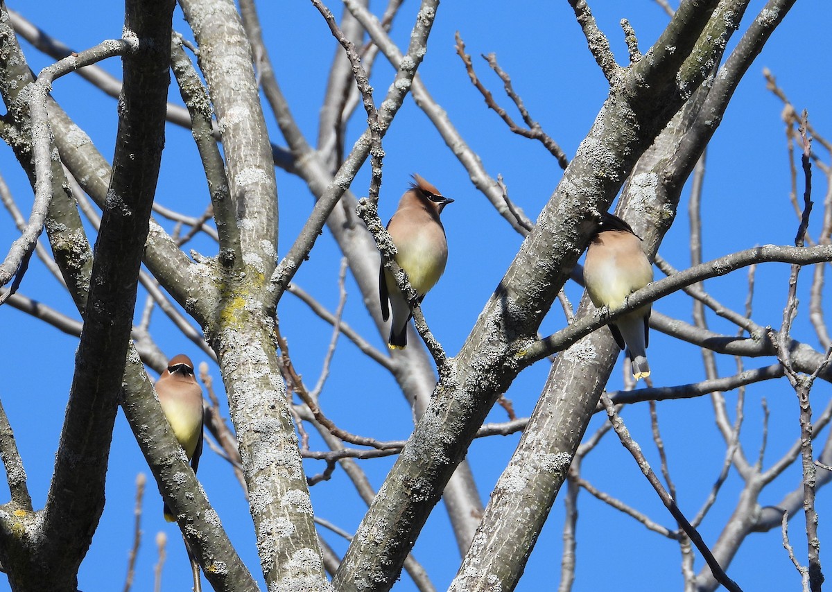 Cedar Waxwing - ML618334287