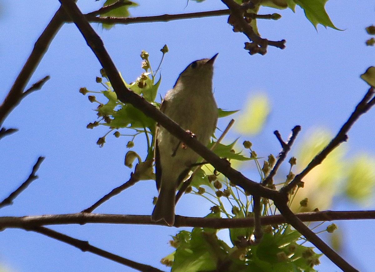 Warbling Vireo - Francis Porter