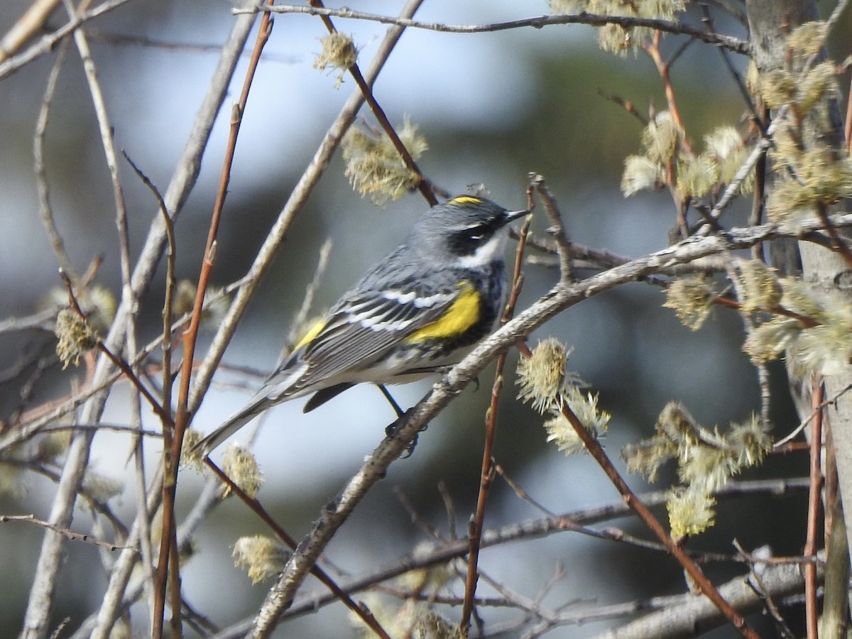 Yellow-rumped Warbler - Dan Stoker