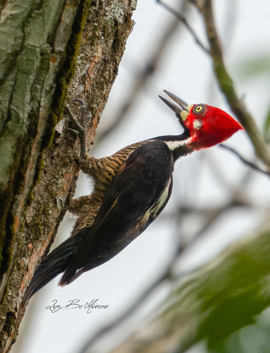 Crimson-crested Woodpecker - Alejandro Alzate Garces