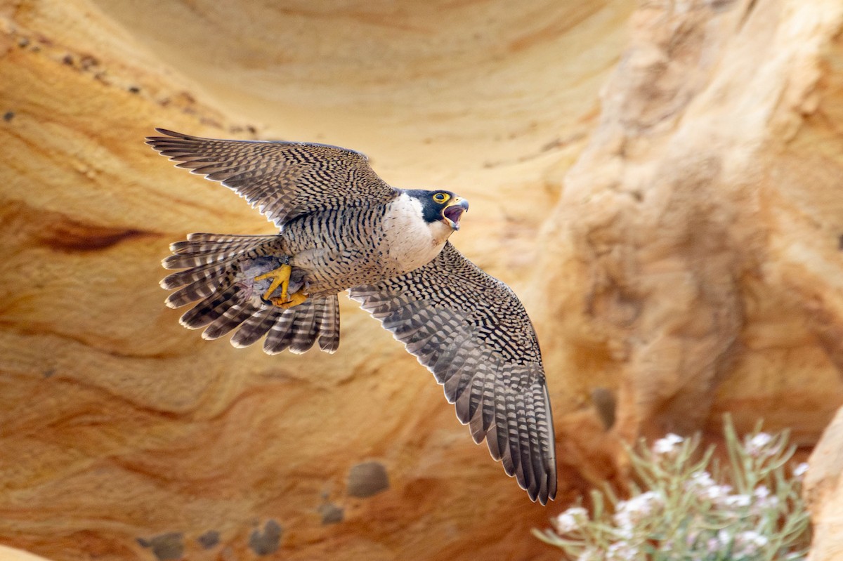 Peregrine Falcon - ML618334409