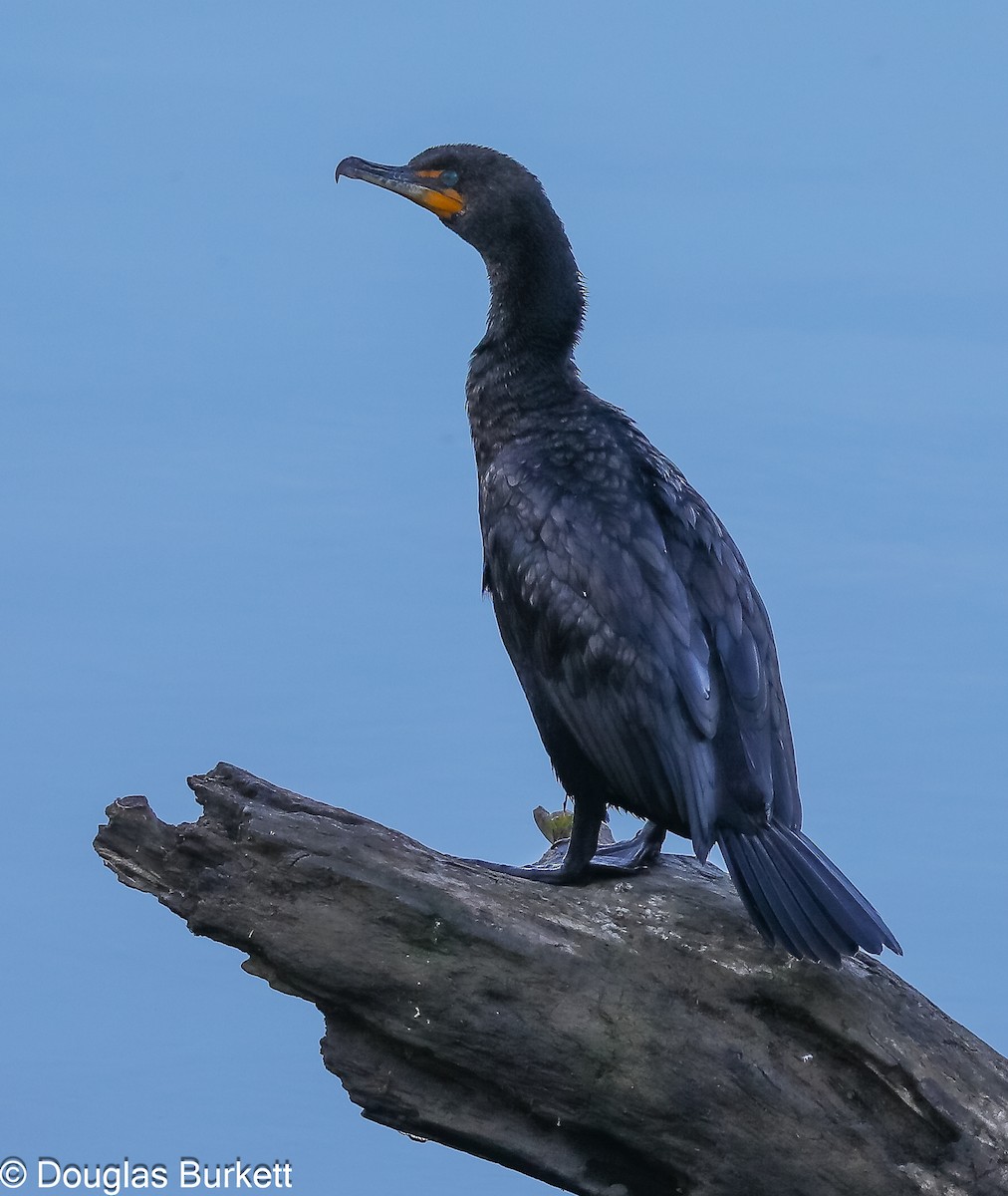 Double-crested Cormorant - Douglas Burkett