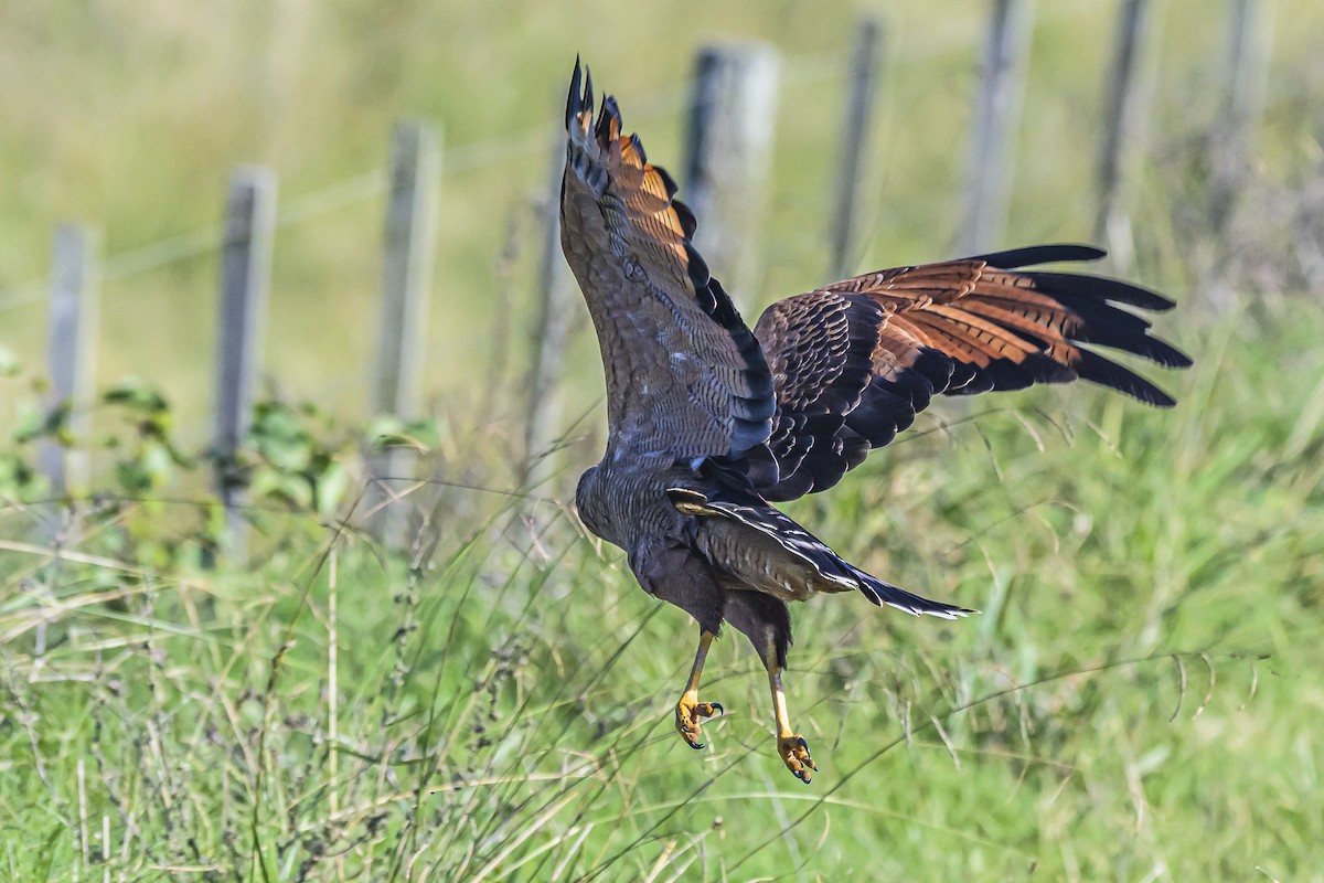 Savanna Hawk - Amed Hernández