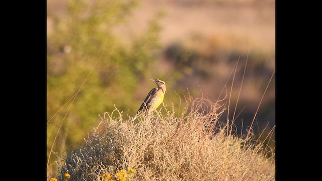 Chihuahuan Meadowlark - ML618334460