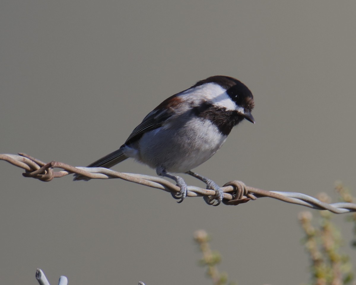 Chestnut-backed Chickadee - Linda Dalton