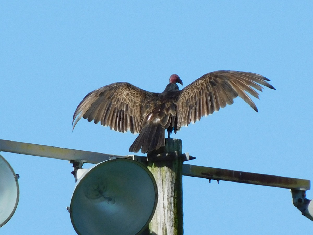 Turkey Vulture - ML618334516