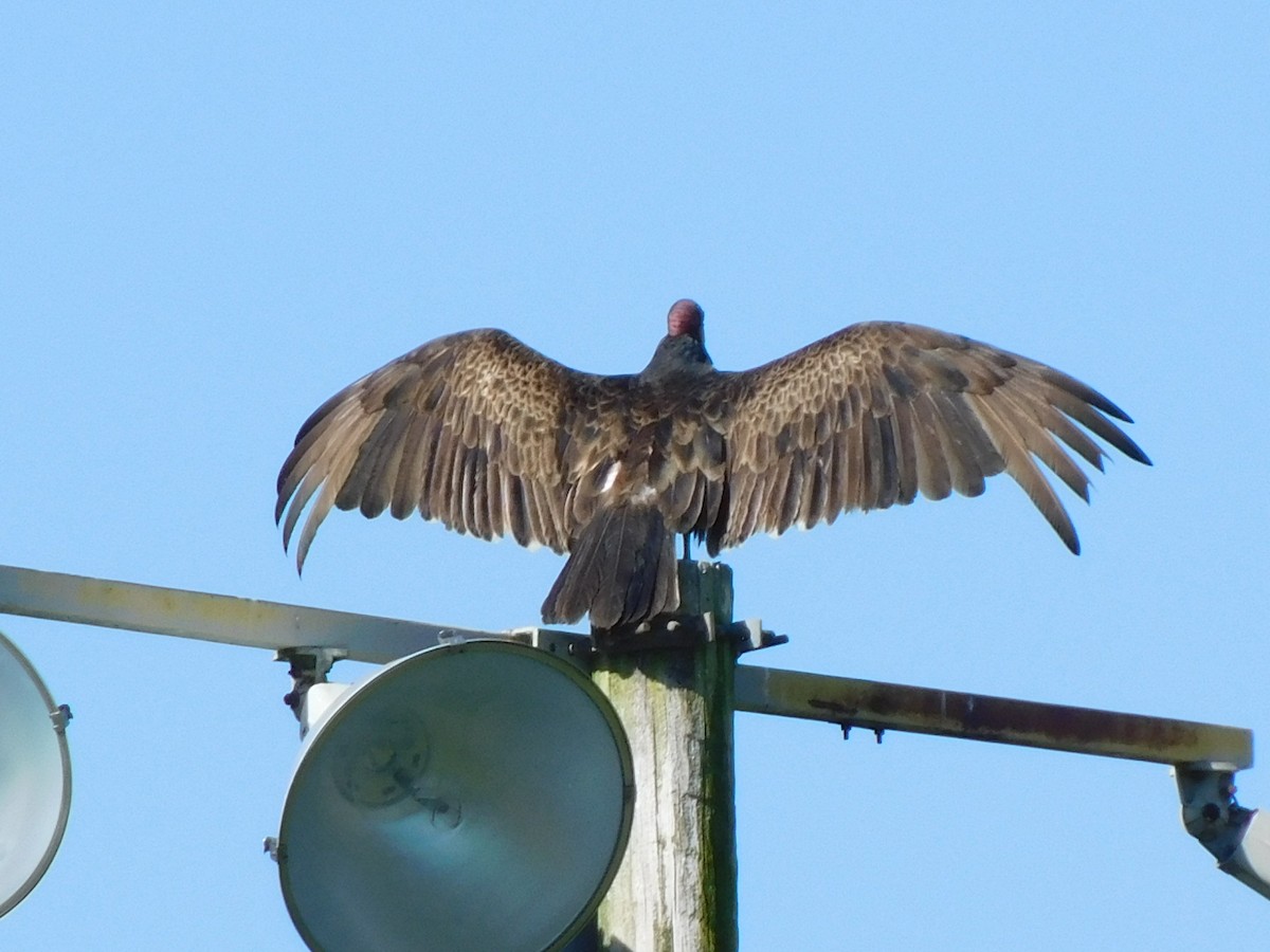 Turkey Vulture - ML618334517