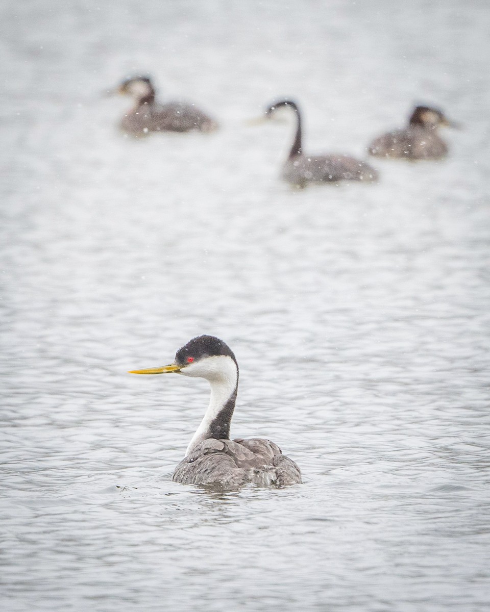 Western Grebe - ML618334520
