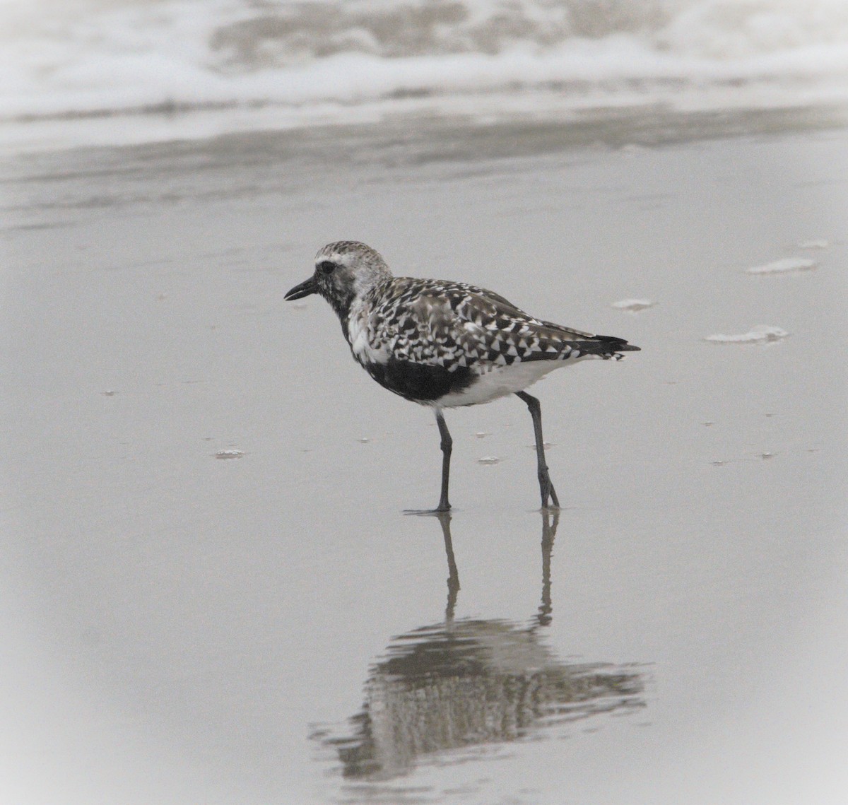 Black-bellied Plover - ML618334524