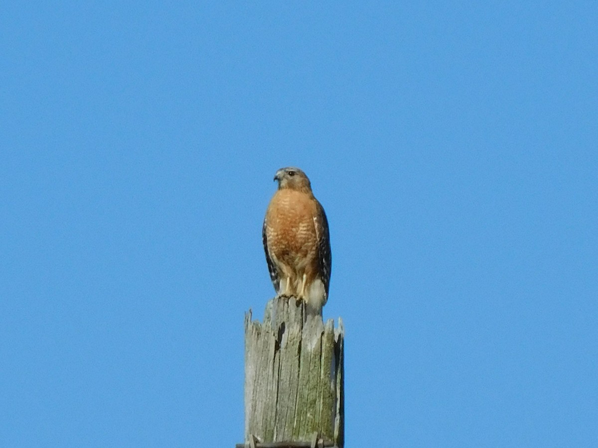 Red-shouldered Hawk - ML618334534