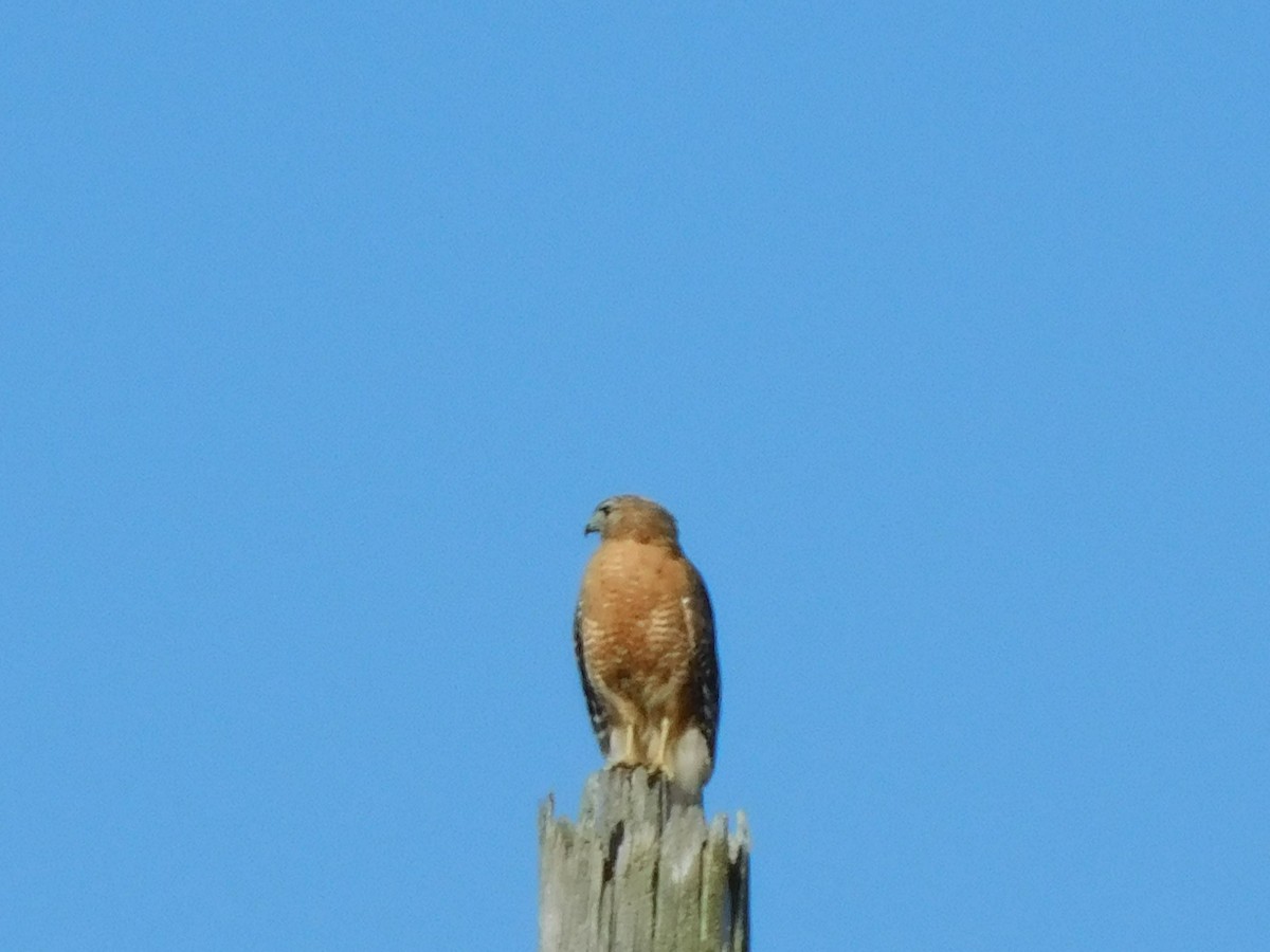 Red-shouldered Hawk - ML618334535