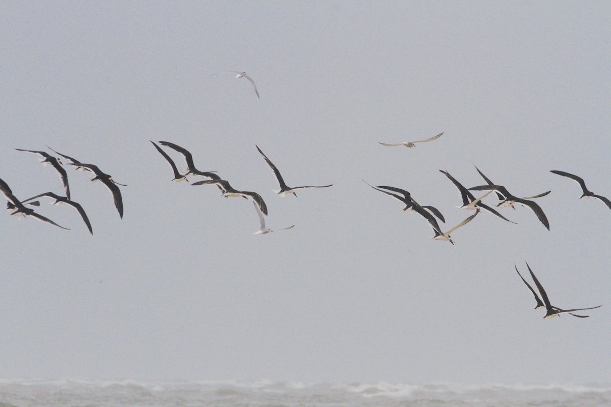 Black Skimmer - ML618334540