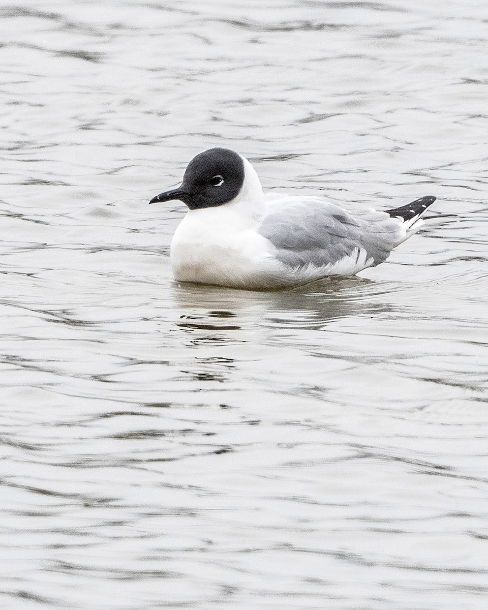 Bonaparte's Gull - ML618334568