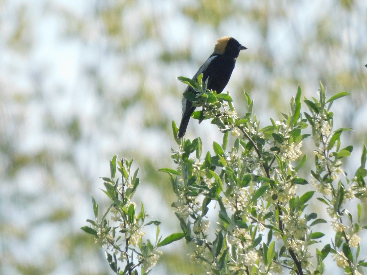 bobolink americký - ML618334590