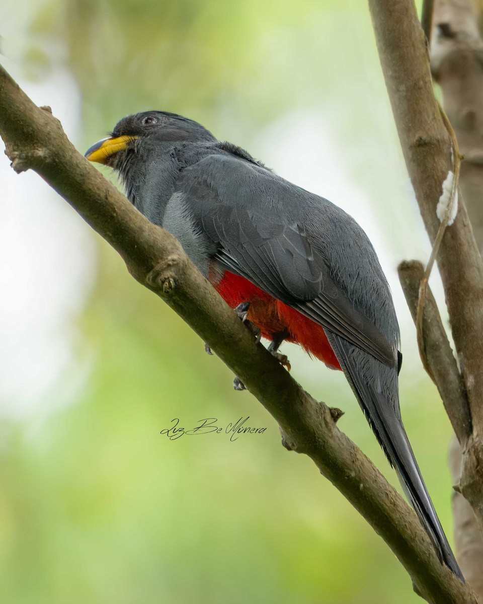 Black-tailed Trogon - Alejandro Alzate Garces