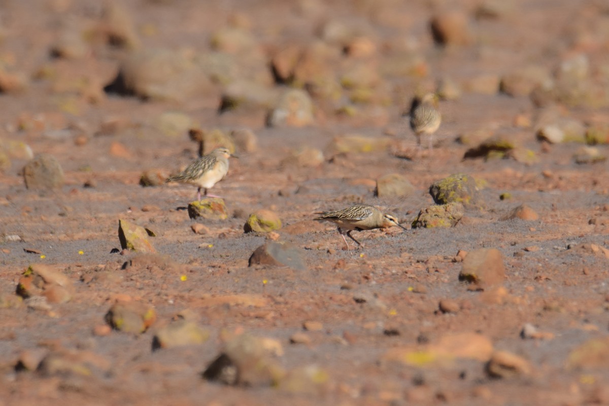 Tawny-throated Dotterel - ML618334644