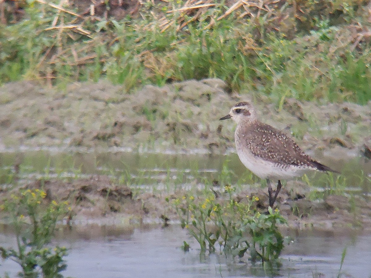 American Golden-Plover - ML618334646