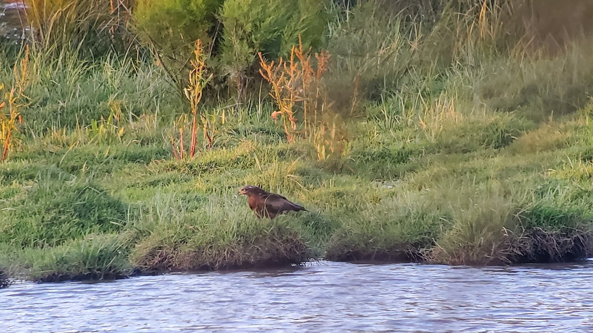 Black Kite - ML618334649