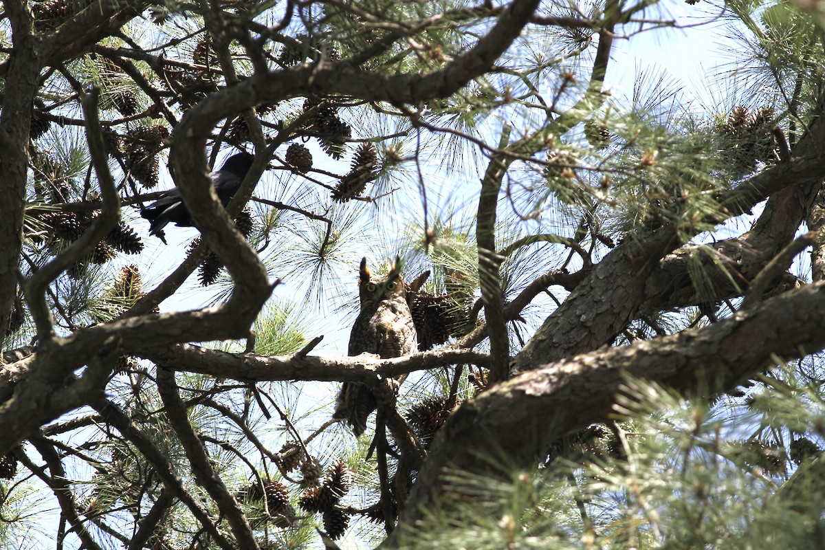 Great Horned Owl - ML618334666