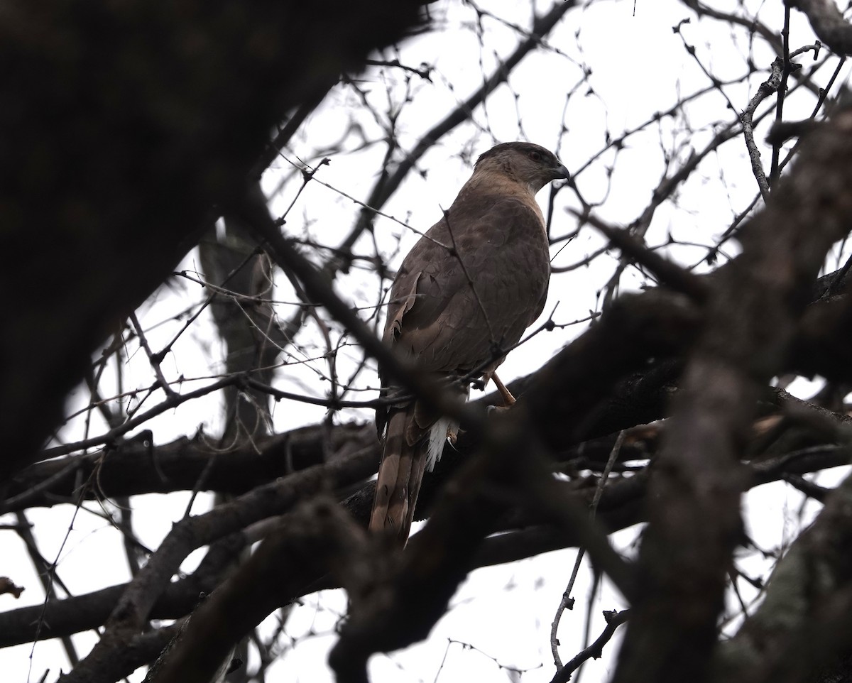 Cooper's Hawk - Danette Henderson