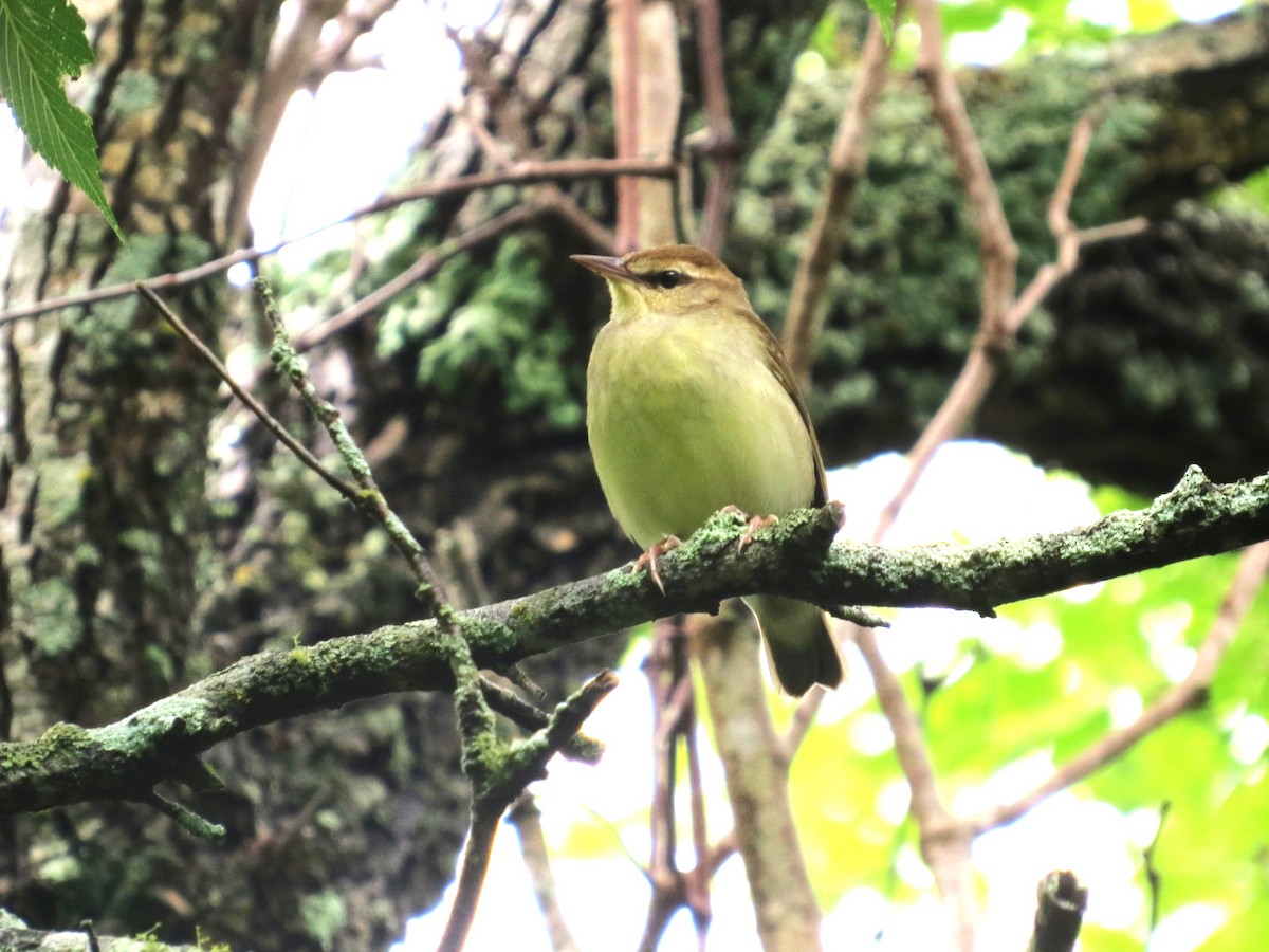 Swainson's Warbler - ML618334713