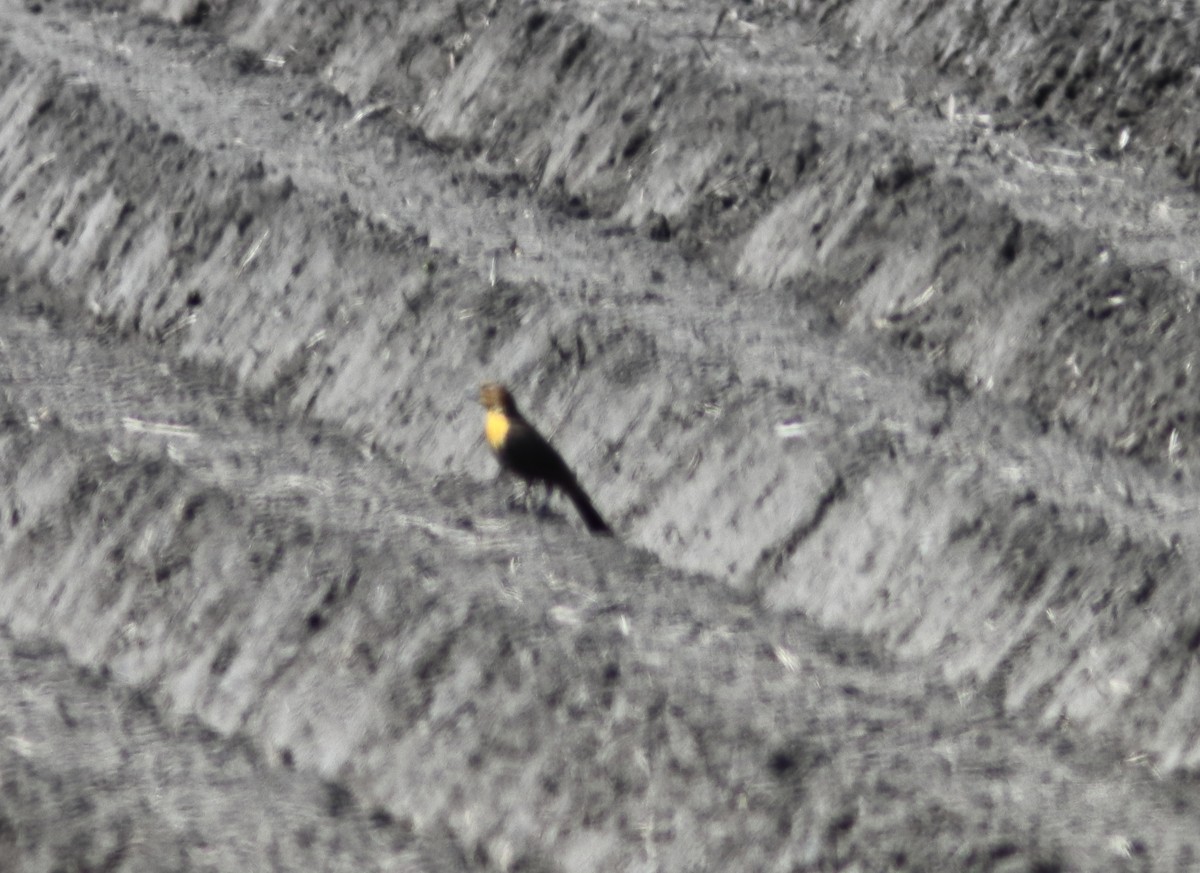 Yellow-headed Blackbird - Blake Mann