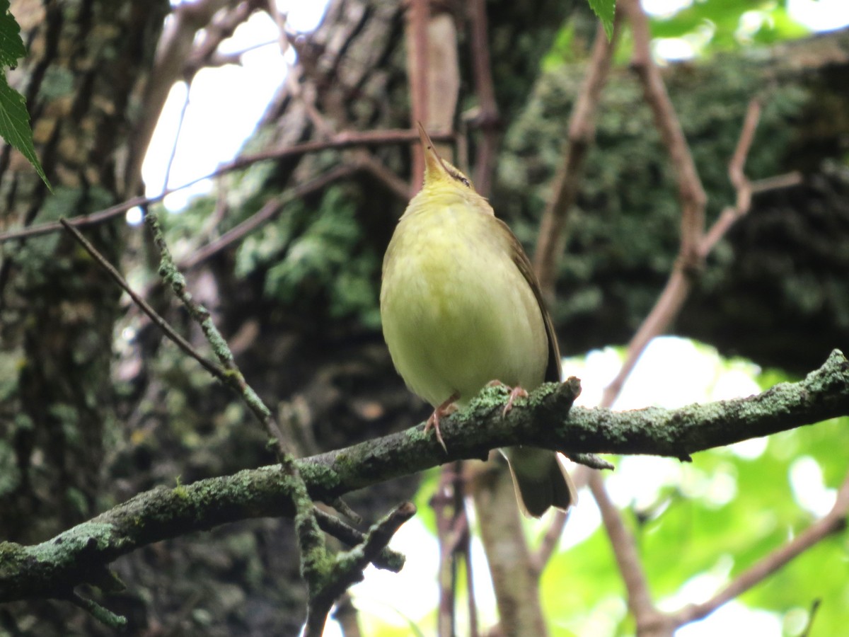 Swainson's Warbler - ML618334725