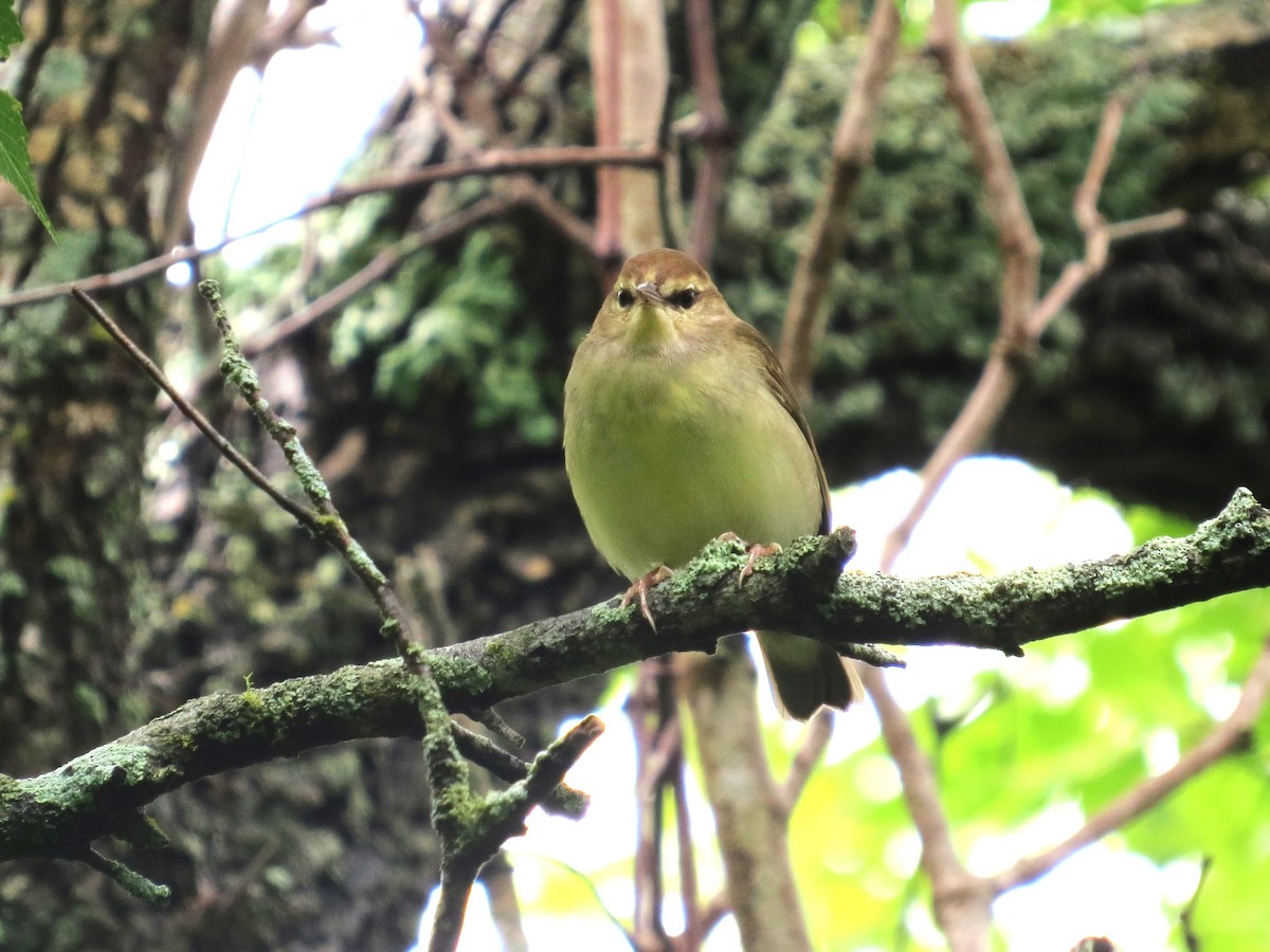 Swainson's Warbler - ML618334727