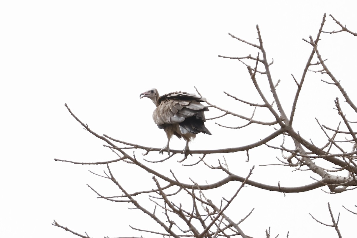 Hooded Vulture - ML618334744