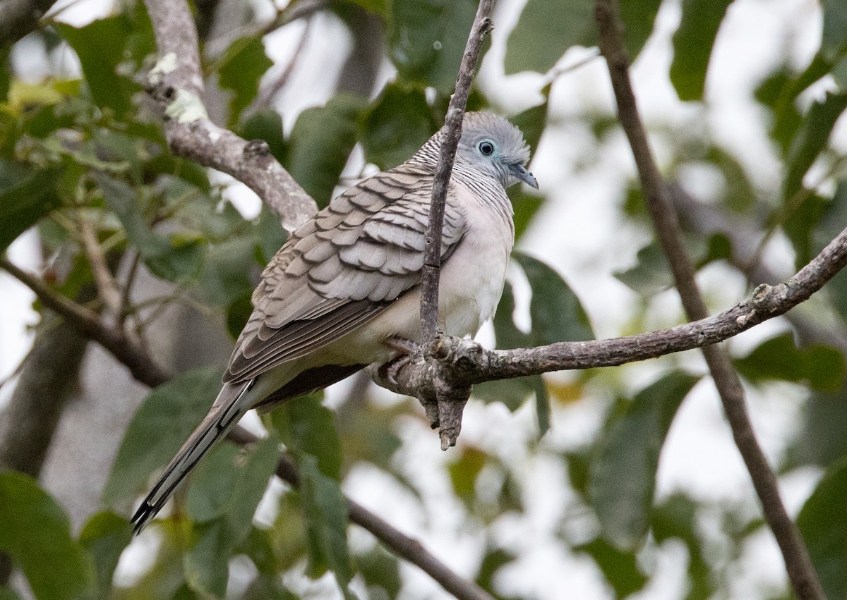 Peaceful Dove - Chris Barnes