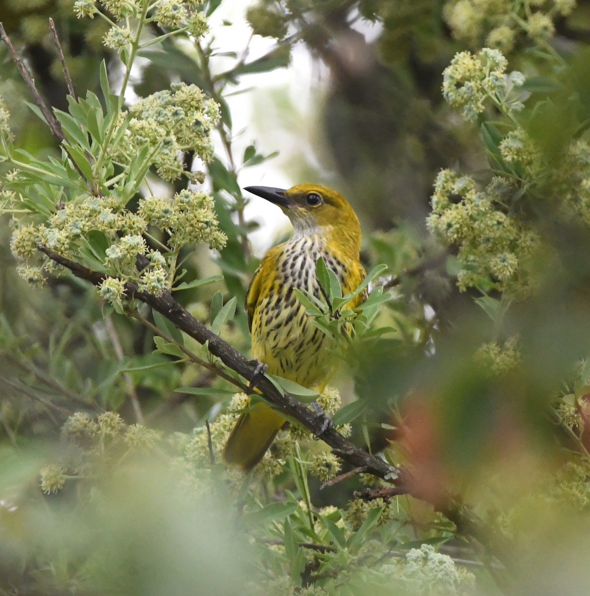 African Golden Oriole - ML618334798