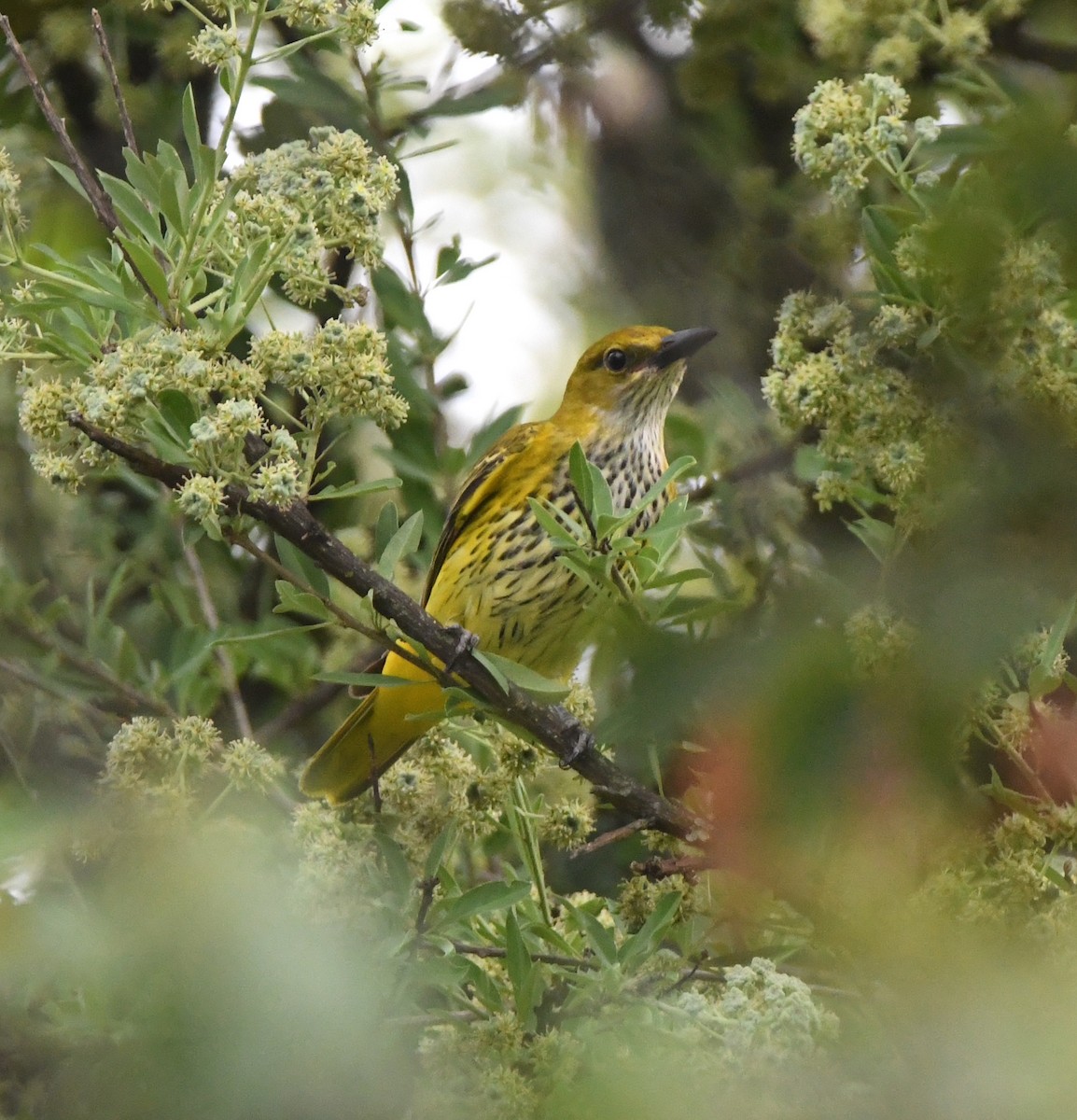 African Golden Oriole - Gabriel Jamie