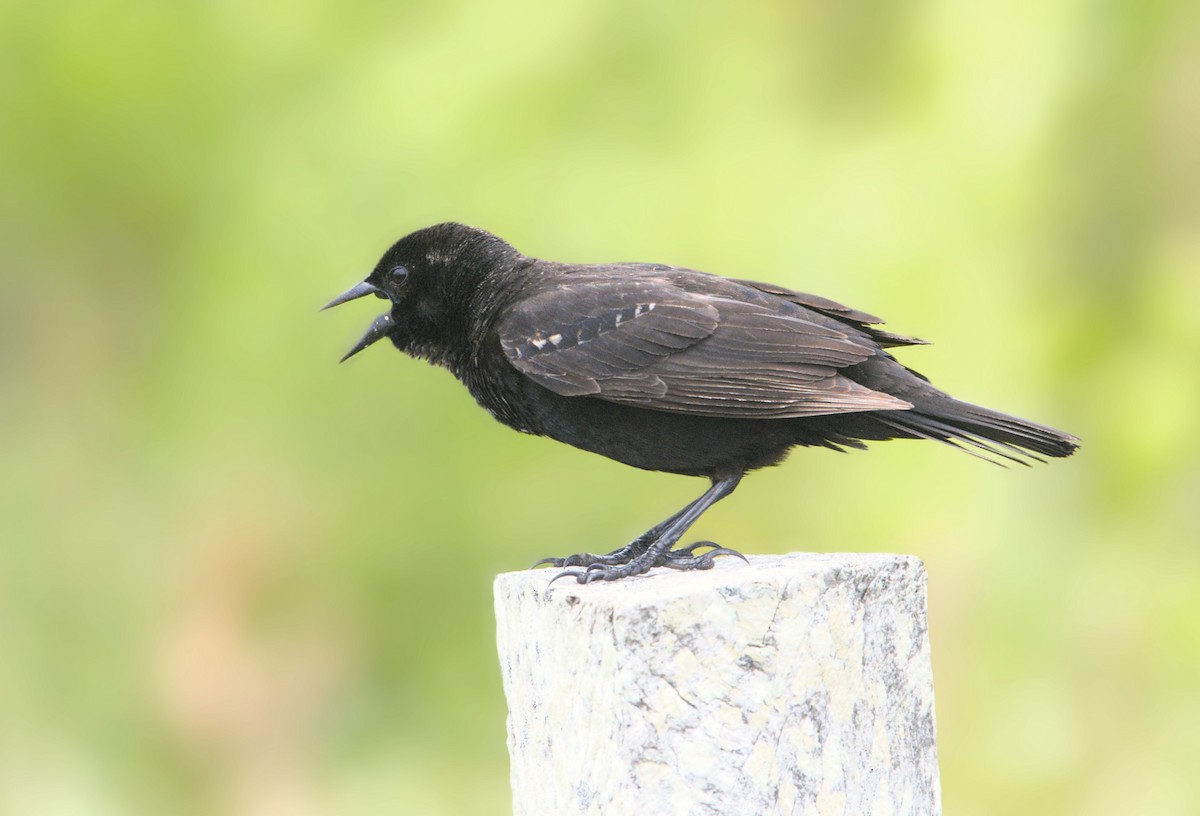 Red-winged Blackbird - ML618334843