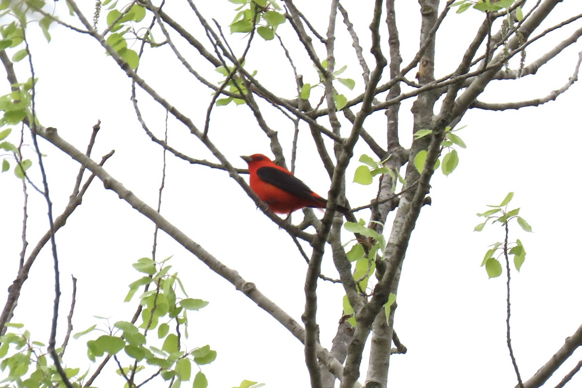 Scarlet Tanager - Cindy & Mike Venus