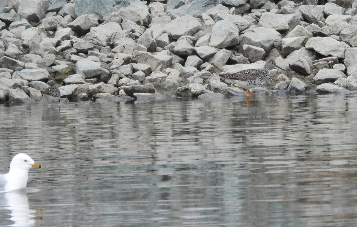 Greater Yellowlegs - ML618334862