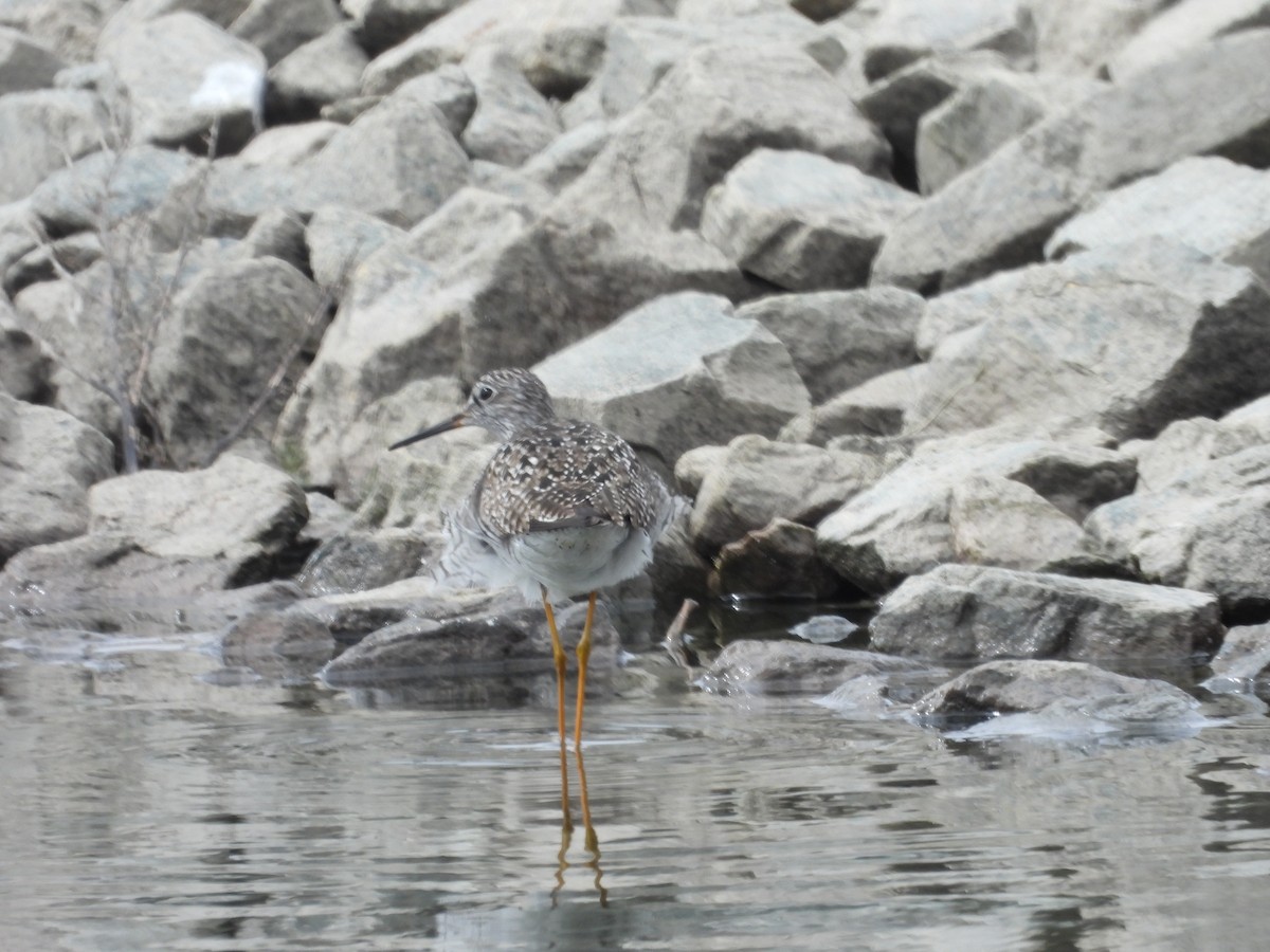 Greater Yellowlegs - ML618334864