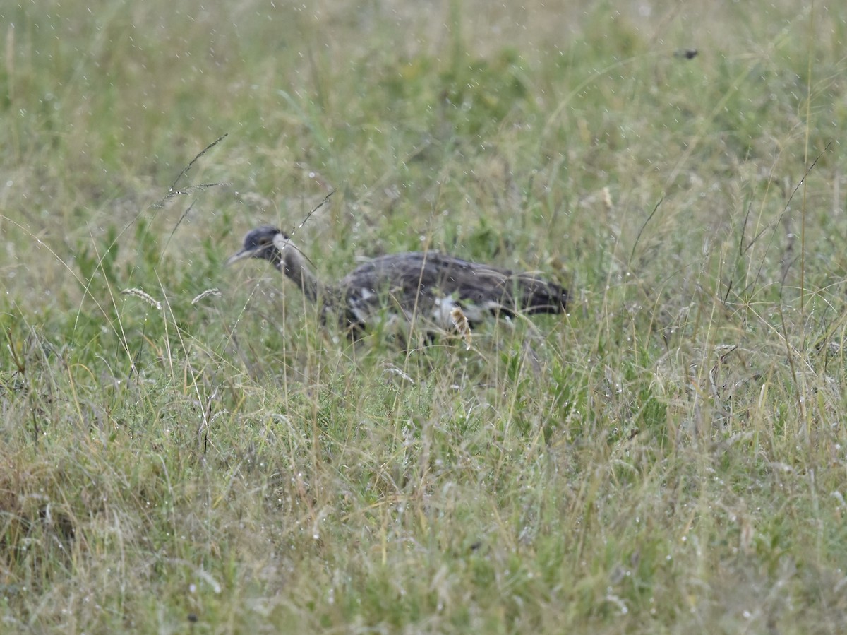 Hartlaub's Bustard - ML618334954