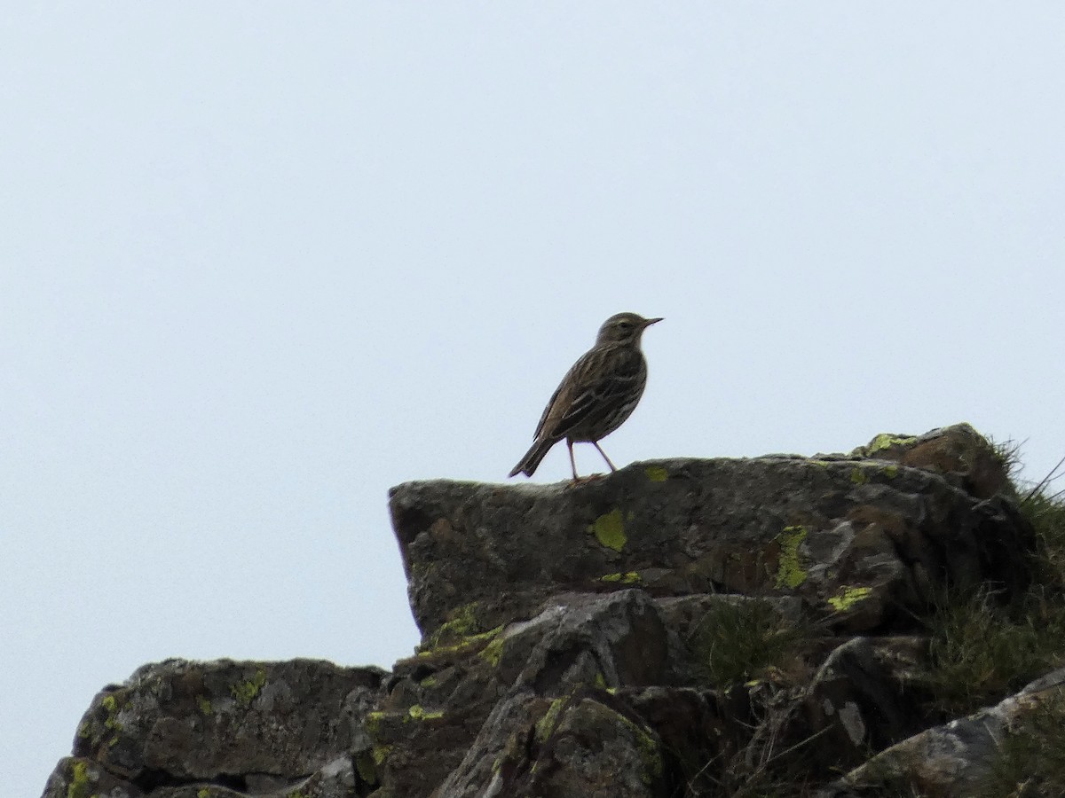 Eurasian Skylark (European) - Mike Tuer