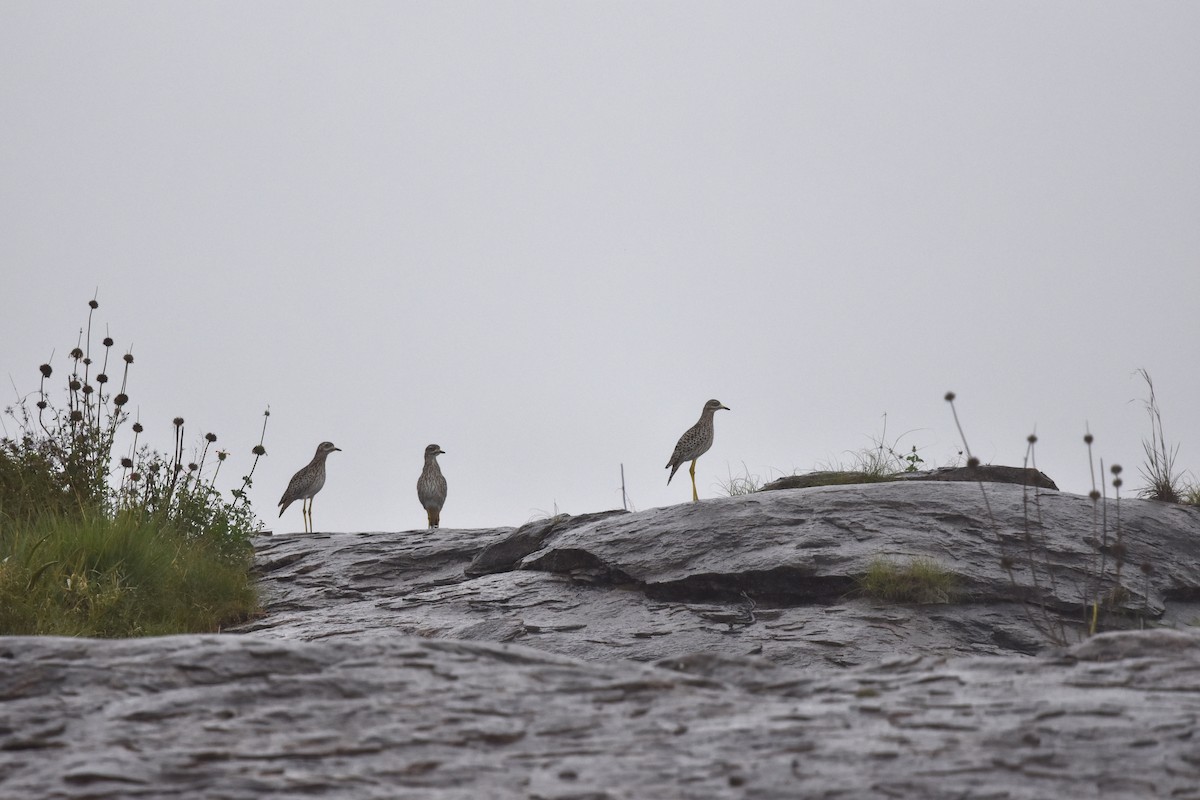 Spotted Thick-knee - Shirley Bobier