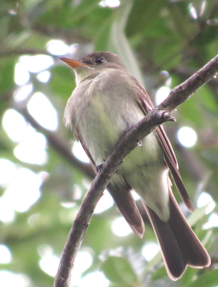 Eastern Wood-Pewee - ML618335062