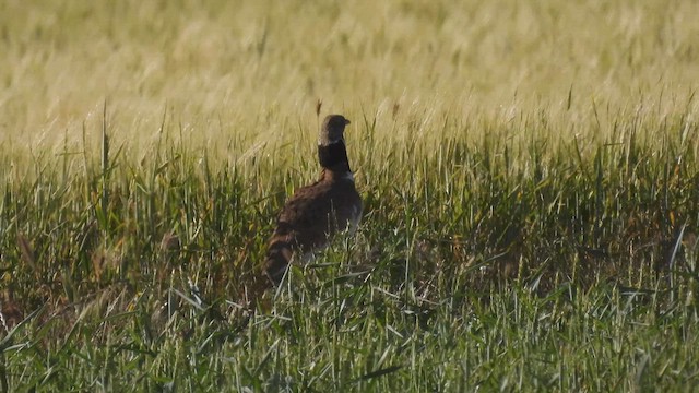 Little Bustard - ML618335067