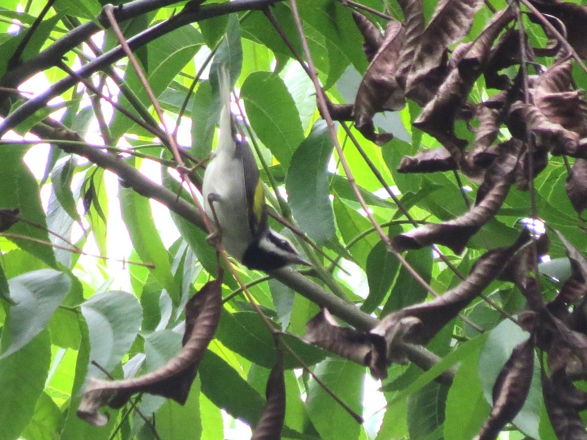 Golden-winged Warbler - ML618335081