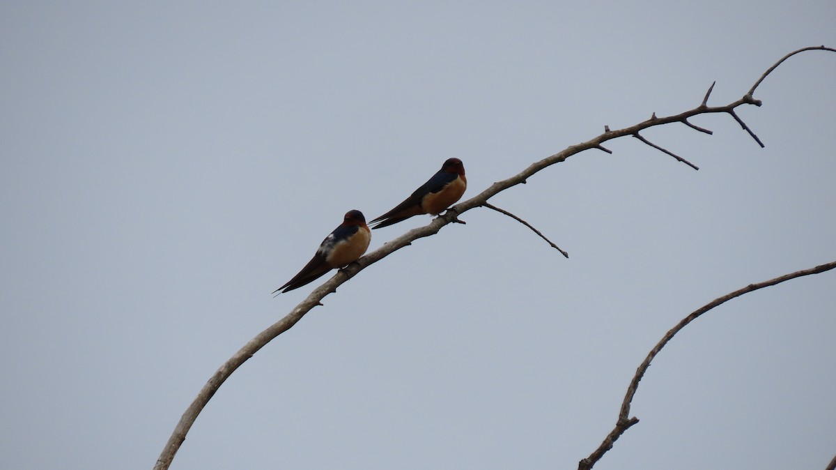 Barn Swallow - John and Lesley Cree