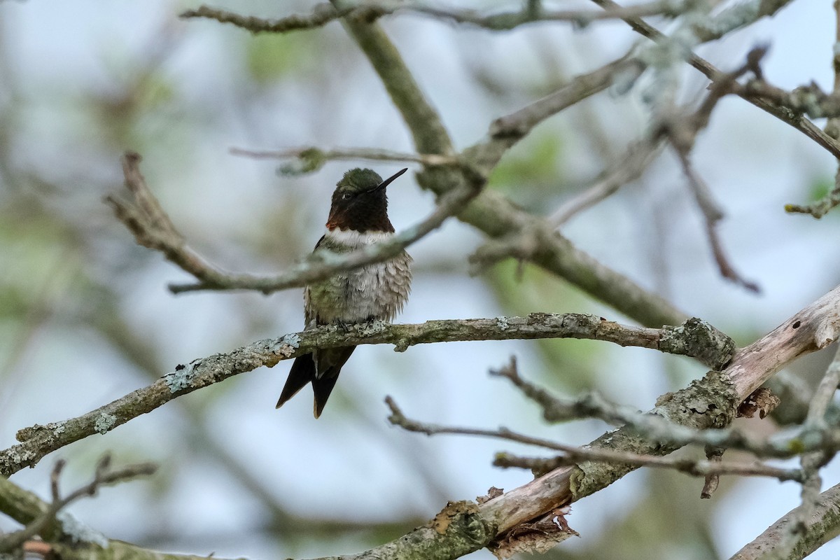 Ruby-throated Hummingbird - Sandy Vandervalk