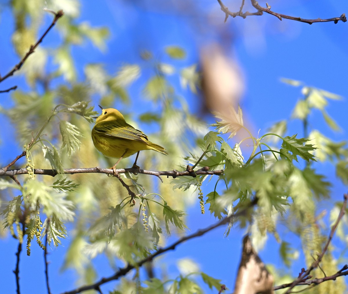 Yellow Warbler - Nui Moreland