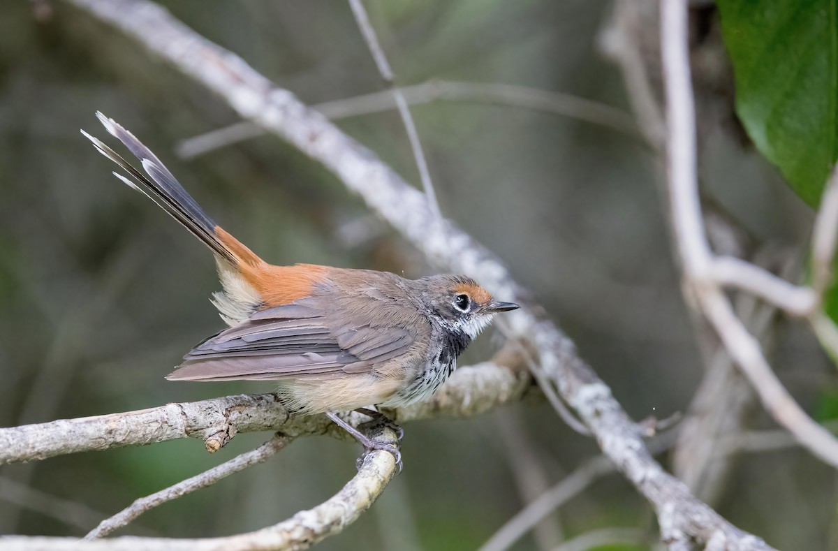 Australian Rufous Fantail - Chris Barnes