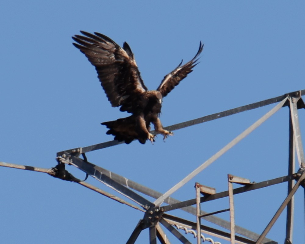 Golden Eagle - Linda Dalton